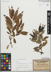 Foto von Salix fragilis L. x Salix pentandra L.